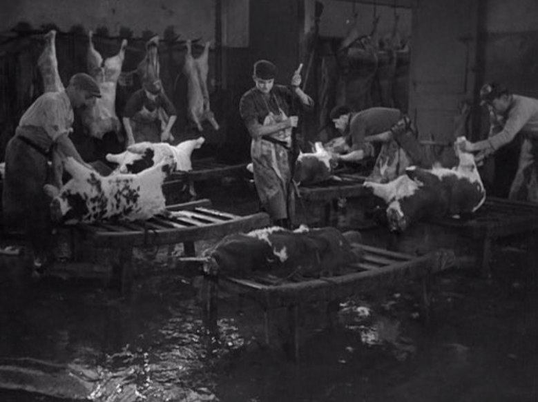 "Le sang des bêtes" de Georges Franju, 1952