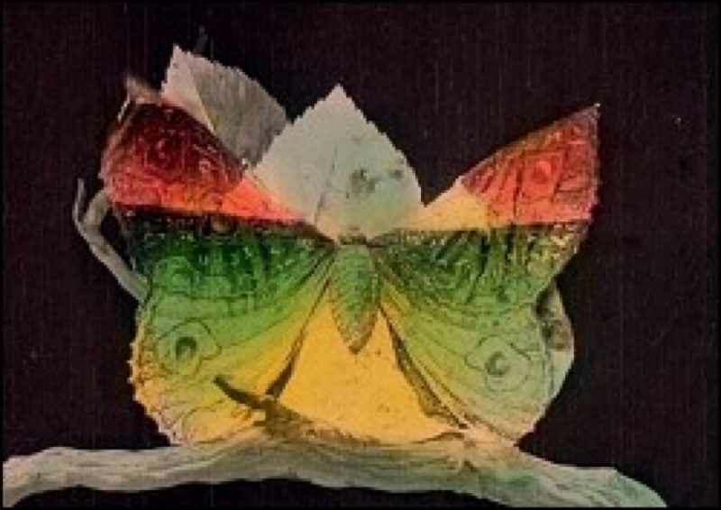 Métamorphose du papillon de Gaston Velle, Pathé Frères, 1905