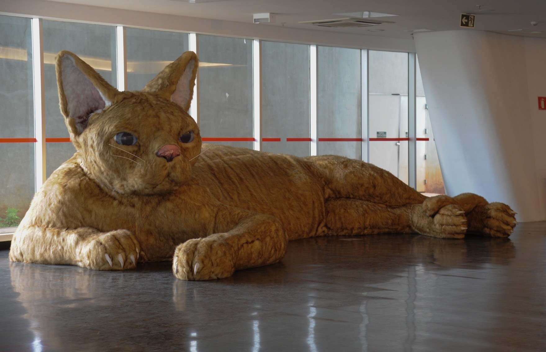 Le chat de Nina Pandolfo au musée d'Art Contemporain de Sao Paulo 