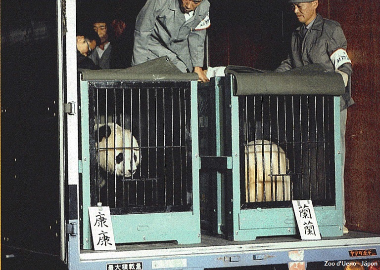 Arrivée de Kang Kang (à gauche) et Lan Lan (à droite) au Japon, le 28 septembre 1972 - © Zoo d'Ueno